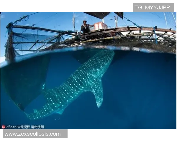 上海大鲨鱼迎战印尼年轻骑士期待精彩对决与激烈碰撞